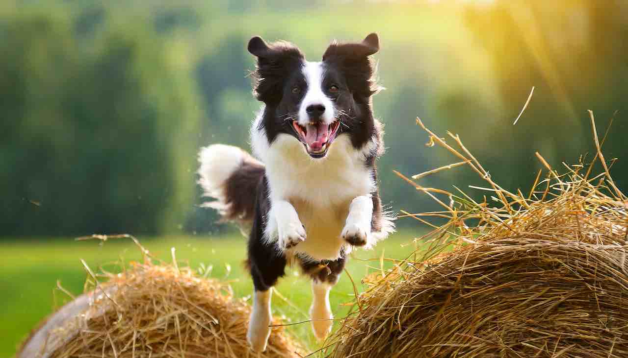 active dog tracking