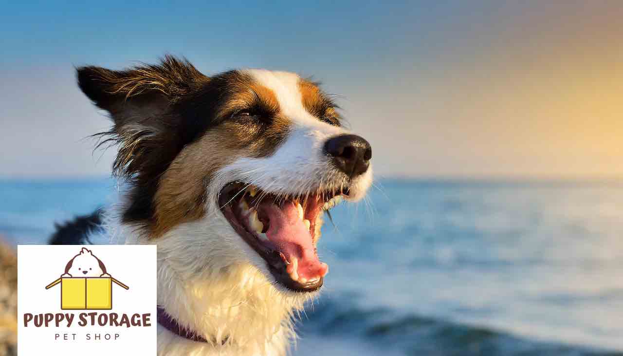 dog smiling next to ocean with puppystorage.com logo