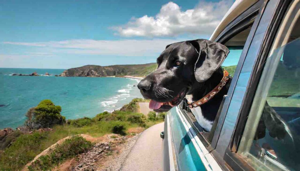 Great dane with head out window driving by costal beach