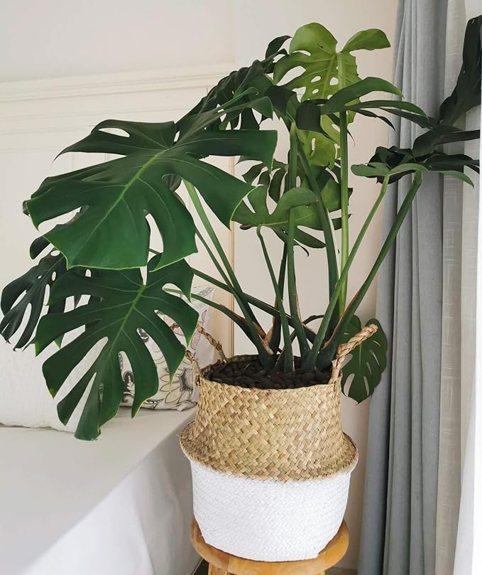 Your Amazing handmade woven storage basket beyond useful - Image 3