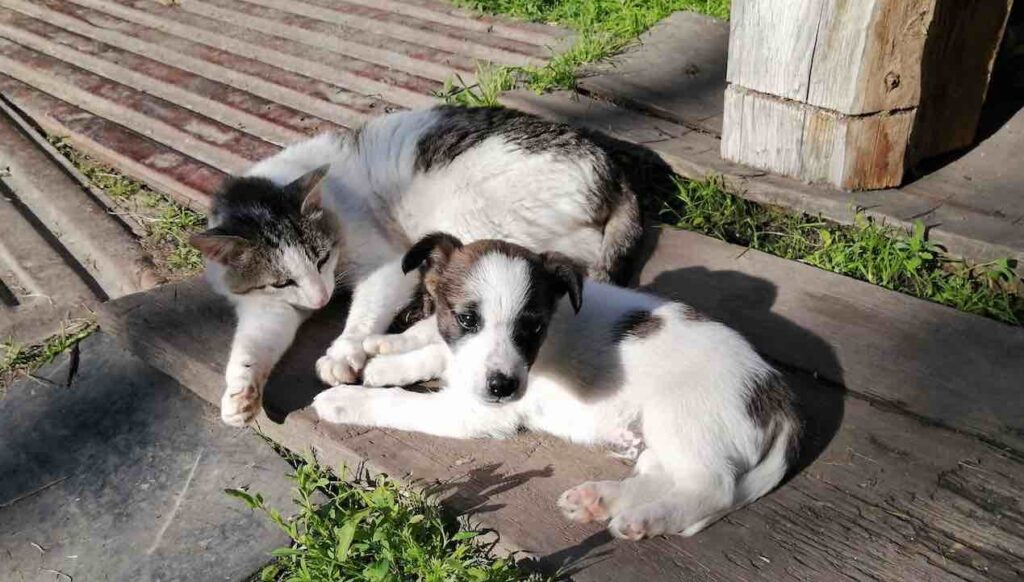 cat and dog getting along