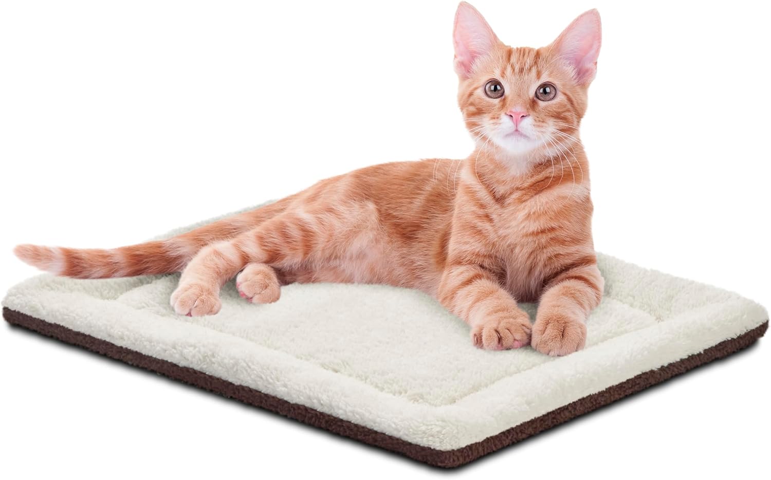 ginger cat sitting on a cat pad