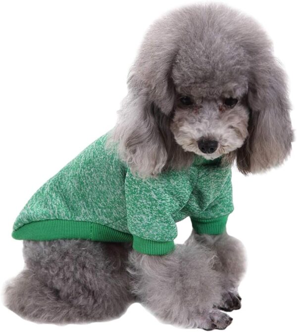 green sweater puppy