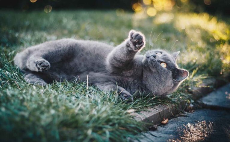 gray cat pawing at air next to curb on lush green grass