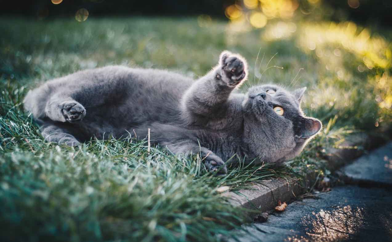 gray cat pawing at air next to curb on lush green grass