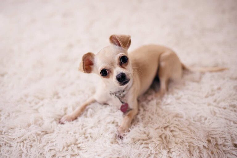 A Crash Course in Understanding Your Pup’s Coat Couture!