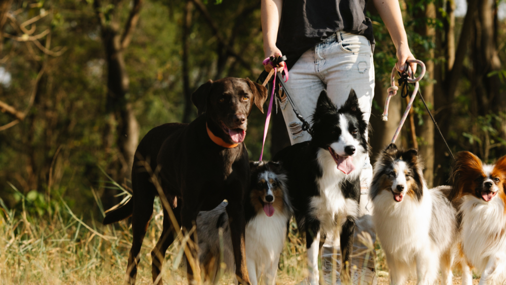 Dogs walking with owner near wooded area