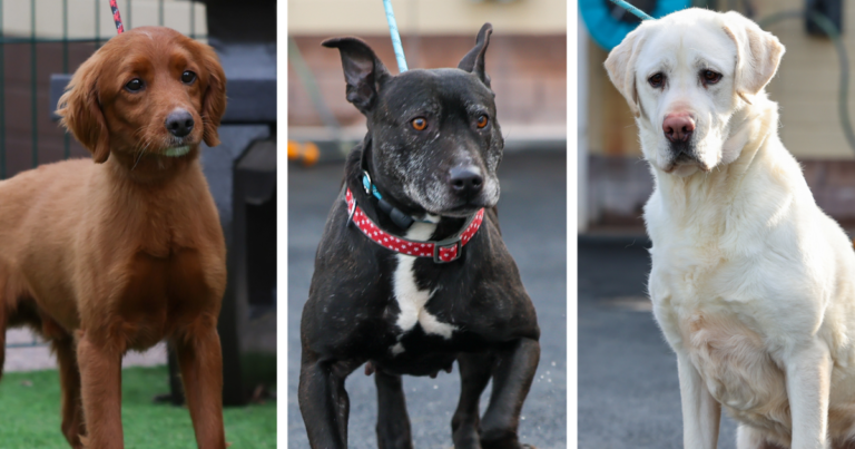 Can you help? Meet 10 lovely pooches from City Dogs Home who want a new owner