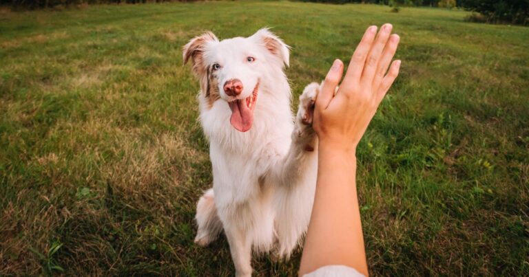 Stop telling dogs to ‘get down’ – professional trainer shares better method