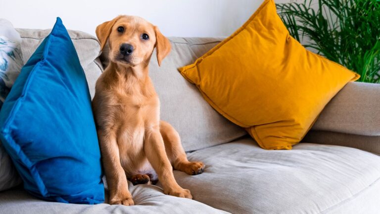 A pet’s ‘cuteness’ can influence intentions to book Airbnbs and rental stays, suggests new study