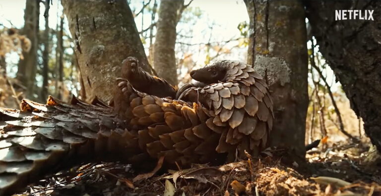 Cute Trailer for ‘Pangolin: Kulu’s Journey’ Doc About Rescuing Animals