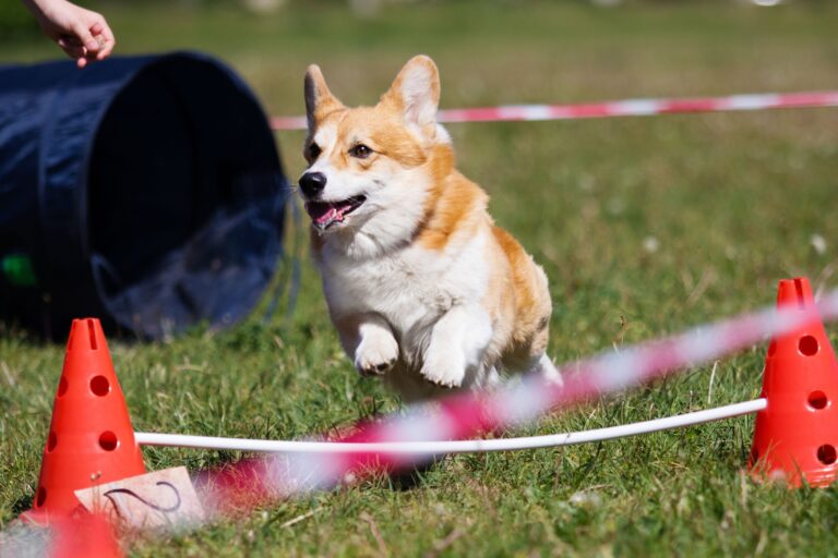 A huge pet festival hits Calgary soon and it’s SO adorable