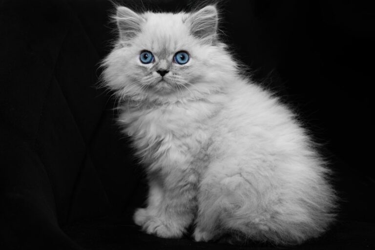 Ragdoll Kitten’s Strategic Vertical Walk Looks Like Cutest Optical Illusion – Parade Pets