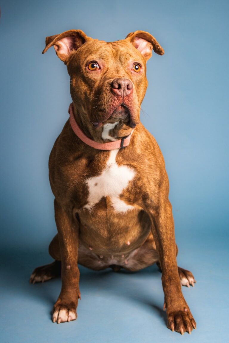 Adopt a Pet: Bells and Bubs – KNOE
