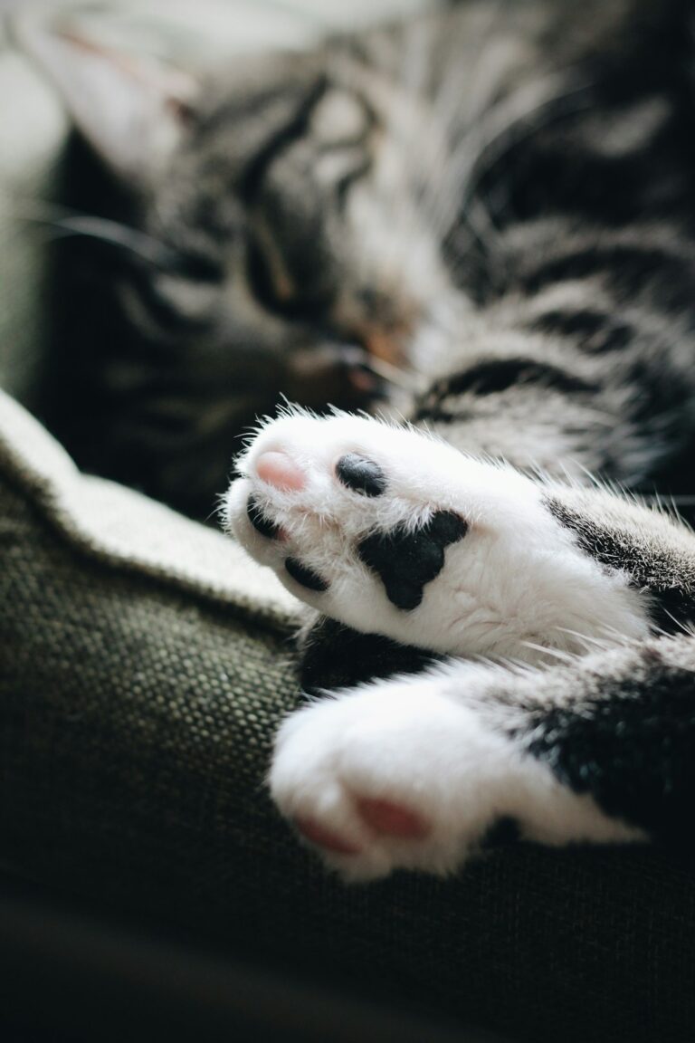 Paws for Pets: Louie the Cat | Wenatchee Valley & NCW | ncwlife.com