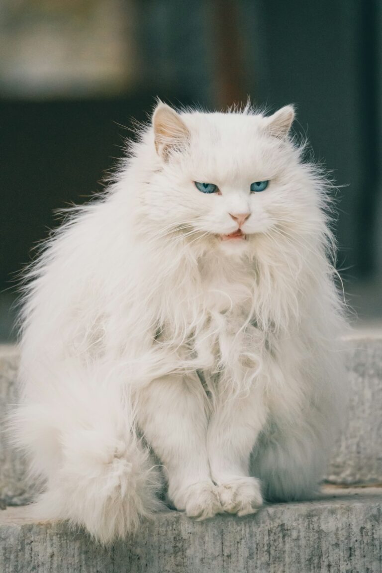 Cat Finally Finds Home After More Than Four Years in Shelter | The Animal Rescue Site