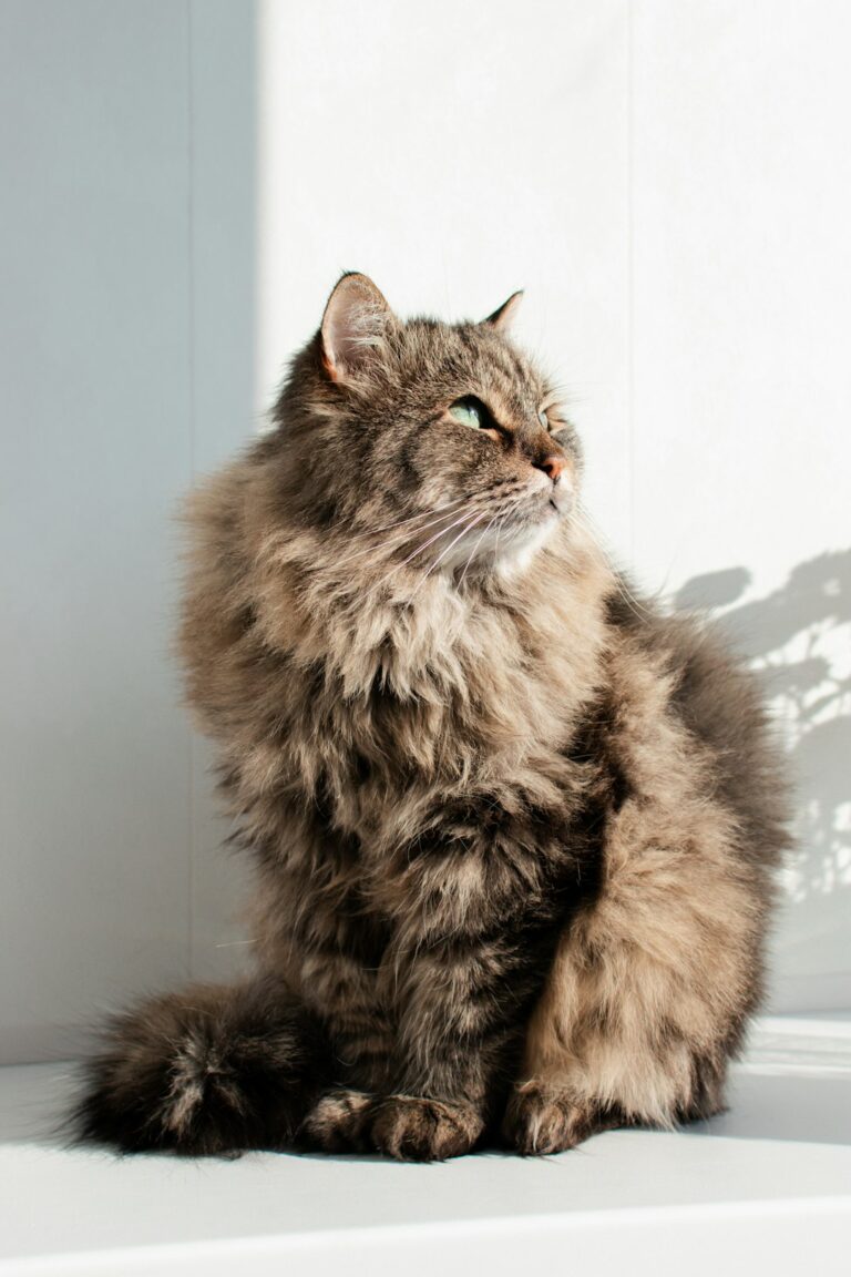 Cat Finally Finds Home After More Than Four Years in Shelter | The Animal Rescue Site