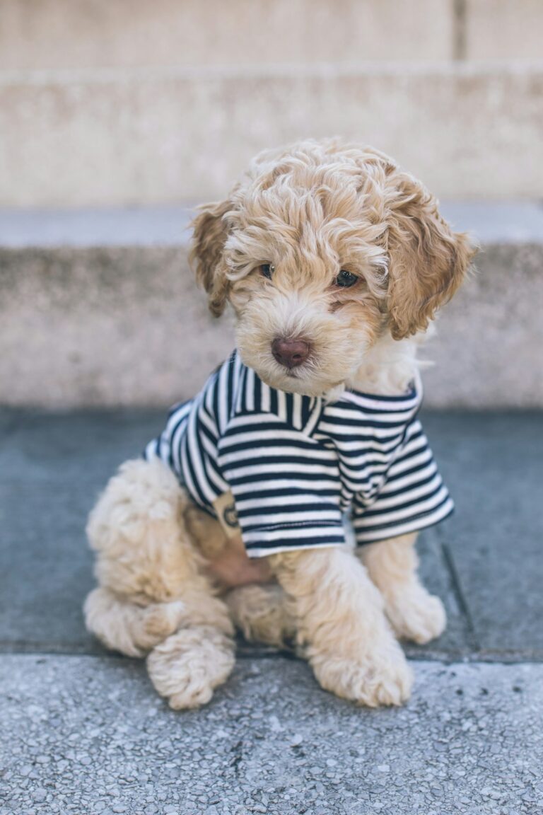 Dog Asks Complete Strangers To Throw Ball in Adorable Video – Yahoo