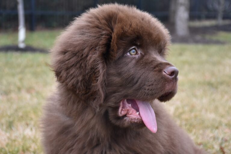 Tiny Newfoundland Puppy ‘Barks Like a Grown Man’ and We Are in Love
