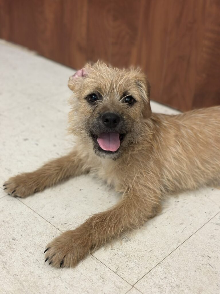 PET OF THE WEEK: Eeny