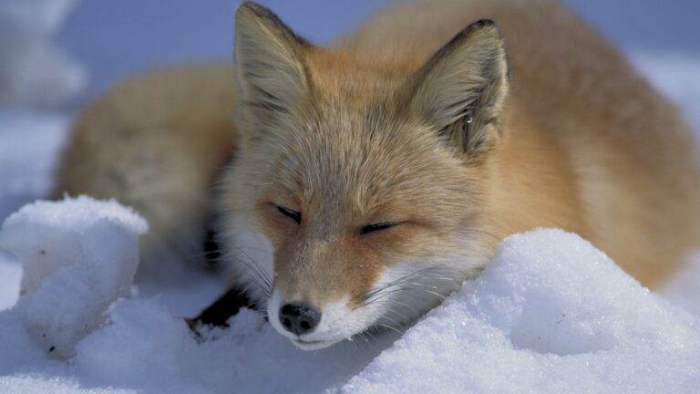 7 animals that look cute but are actually dangerous