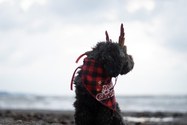 Cockapoo Rocks a Man Bun Like Nobody’s Business and People Are Having a Field Day