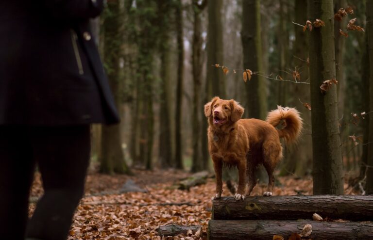 ‘Pets‘ Documentary Disney Plus Review: Stream It Or Skip It? – Decider