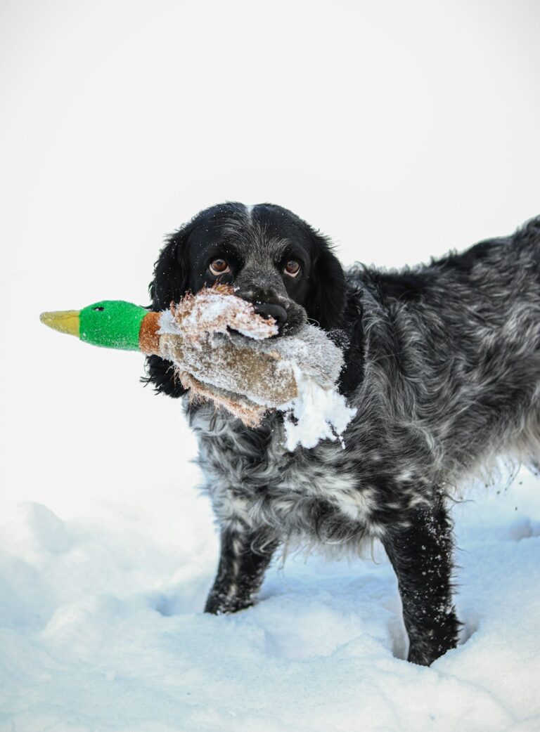 Dogs ‘Eavesdrop’ On Human Conversations, Says Study – Country Living Magazine