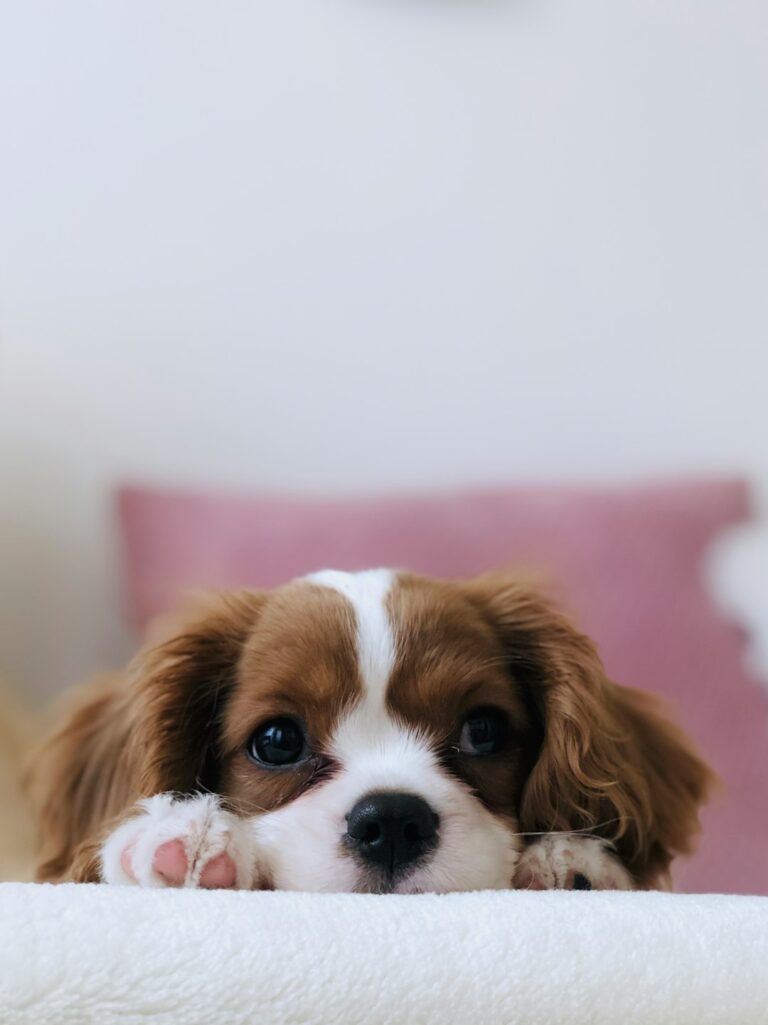 Doggie obstacle course, sunset puppy yoga, beer garden and more at Pet Fest