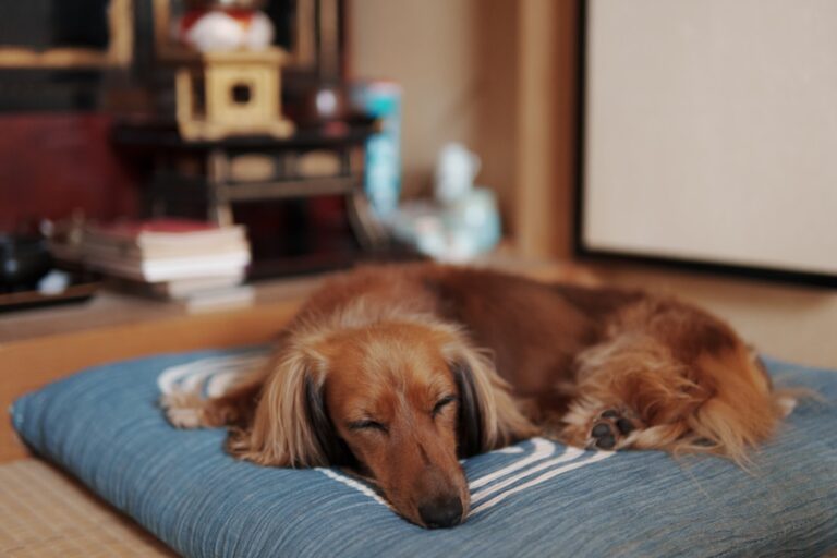 Dachshund’s Cries When Bus Comes to Take ‘His People’ Away Are Too Cute to Resist