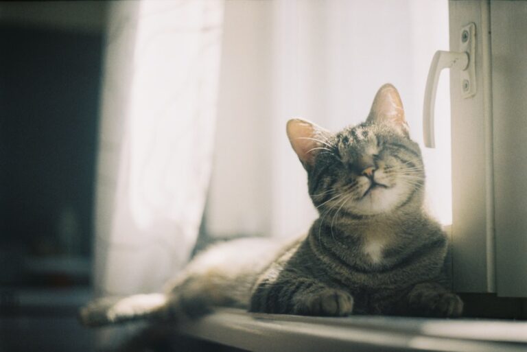 Vet’s urgent warning about Easter foods that are dangerous for pets to digest