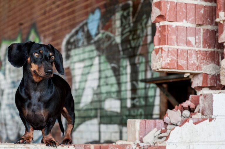 Dachshund’s Drama After Encountering Deer in the Yard Is Totally Next-Level – Parade Pets