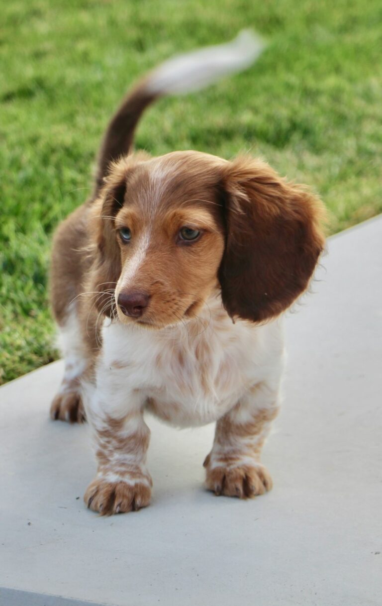 Paws for Pets: Nico the Dog | Videos – NCWLIFE.com