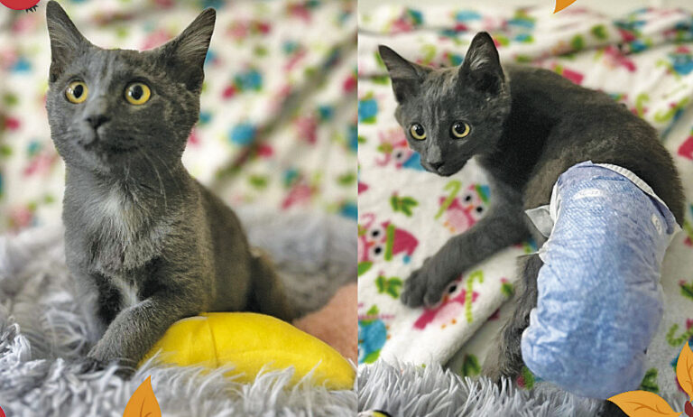 Pet of the Week – Eureka Spring Times-Echo