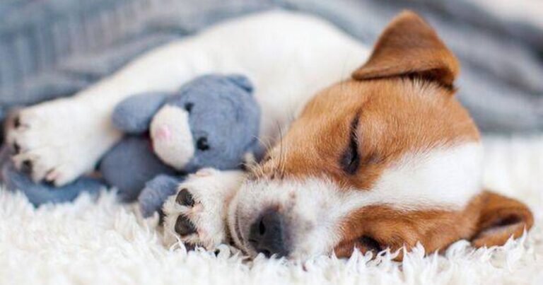 Dogs do one 'adorable' thing when they sleep that will melt your heart – The Mirror