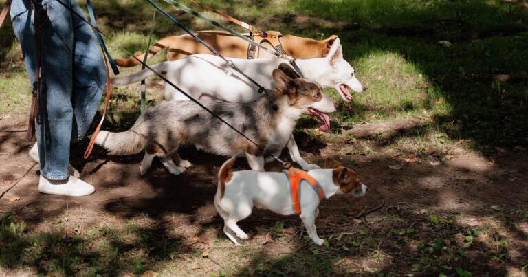 'I'm a dog trainer – this cute breed may be a terrible choice for pet lovers' | Wales Online
