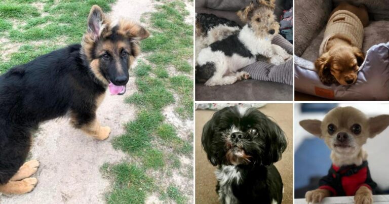 EADT and Ipswich Star Pets of the Week are revealed | East Anglian Daily Times