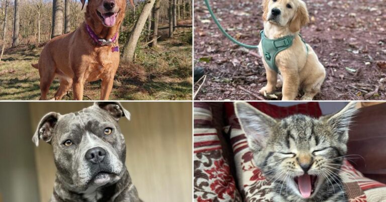 The Mail's pets of the week will put a smile on your face – NWE Mail