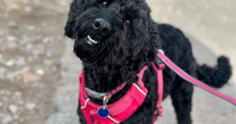 High-energy sweetheart from Animal Concern Cumbria looks for new home | Times and Star