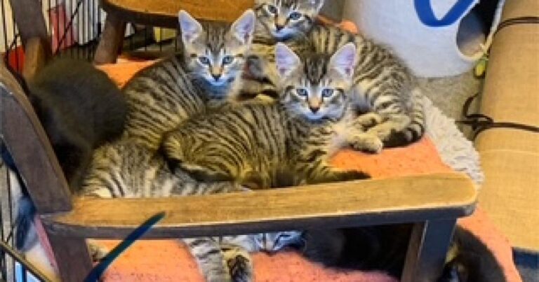 7 fluffy kittens from Animal Rescue Cumbria looking for homes | Times and Star