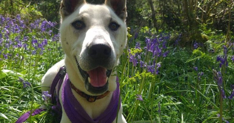These nine adorable dogs in Plymouth are looking for new homes right now