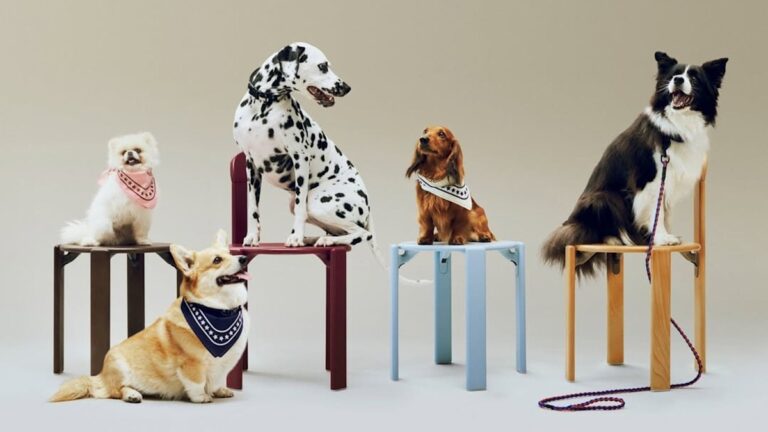 Gift Guide: Luxury gifts for pets 2025 – HELLO! Magazine