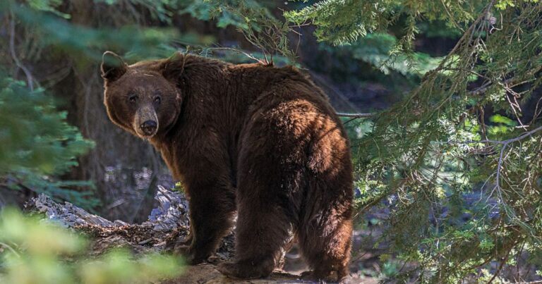 Animal lover's horror death as she's mauled by her pet bear Teddy – The Mirror