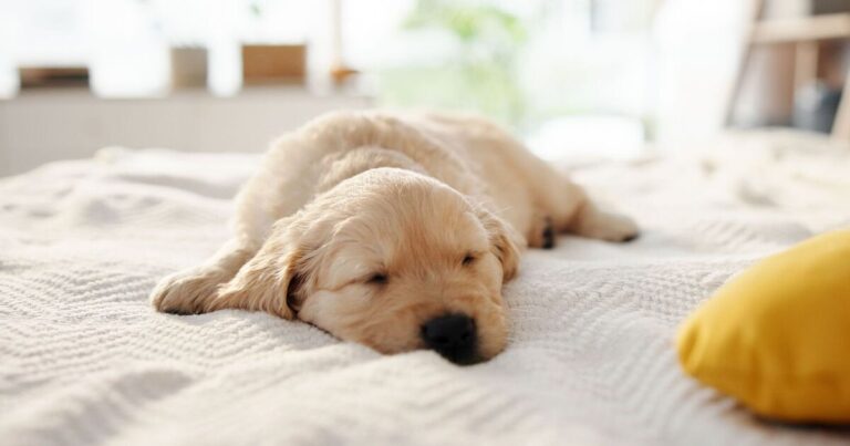 Dogs do something 'adorable' when they sleep that will warm your heart | Express.co.uk