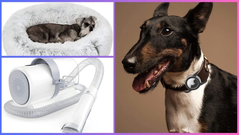 Save with Amazon Prime pet deals on beds, carriers, grooming kits and more – USA Today