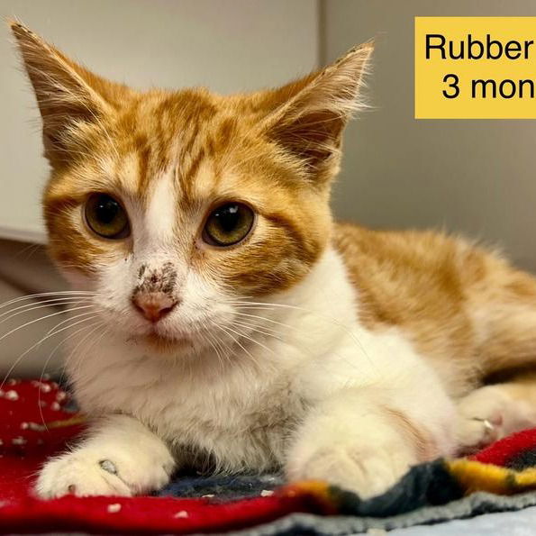 Pet of the Week: cute kitten and calm dog ready for adoption – Newspressnow.com