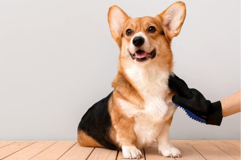Doggy gut-health and kitty longevity diets: How wellness came for our pets