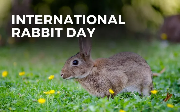 Hopping Towards Awareness: International Rabbit Day – The CSR Journal