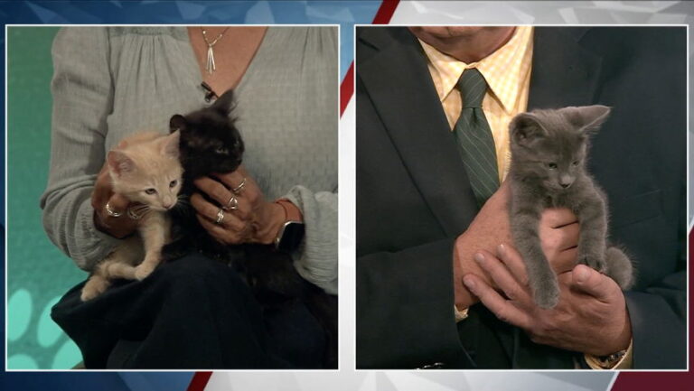 Pet Pals: These three cute and tiny kittens are just as adorable as you'd expect – KTVZ