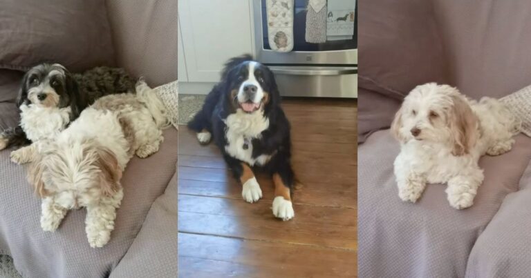 Video: Pet Sitter Introduces Her New Clients' 'Funniest Little Crew of Dogs' – DogTime